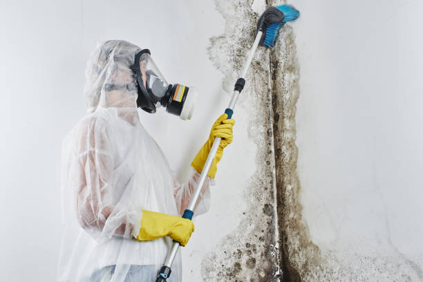 Best Commercial Mold Removal  in Brillion, WI