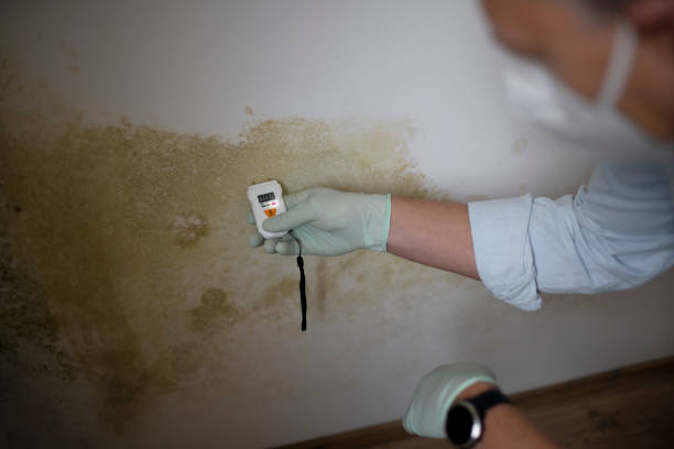 Mold Removal and Inspection in Brillion, WI