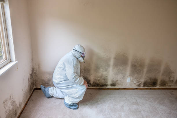 Best Certified Mold Removal  in Brillion, WI